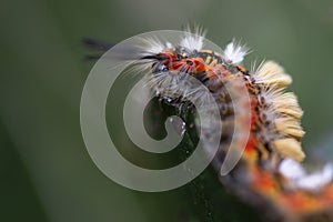 Side view of the caterpillar orgya recens, eye hidden in the hair, clinging to a blackberry leaf. details. macro photograph