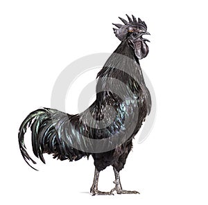 Side view of a Cemani rooster singing, isolated on white