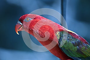 A side view of a chattering lory
