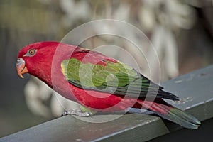 This is a side view of a chattering lory