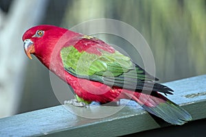 This is a side view of a chattering lory