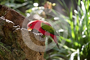 this is a side view of a chattering lory