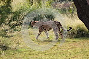Side view of a cheetah walking in tall grass