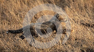 Side view of a cheetah cub running at full speed Tanzania