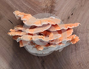 A Side View of a Chicken of the Woods Mushroom