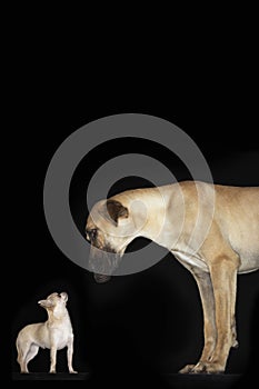 Side View Of Chihuahua And Great Dane