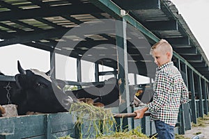 side view of child feeding cows with grass photo