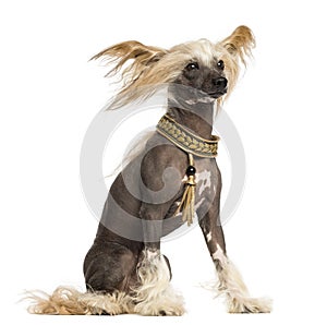 Side view of a Chinese Crested Dog sitting, 3 years old