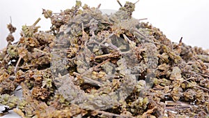 Side view Chinese herbs of Herba Schizonepetae rotate and pause
