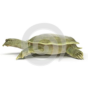 Side view Chinese soft-shelled turtle on white. 3D illustration