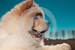 Side view of a chow chow puppy dog`s furry head