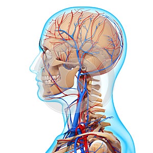 Side view of circulatory system of head skeleton