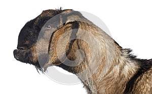 Side view Close-up of an Anglo-Nubian goat with a distorted jaw against white background photo