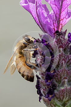 Side view close up of bee on lavender with neutral background