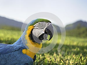 Side view and close up Blue and gold macaw Ara ararauna isolated on white background. Blue and gold macaw It is a large tropical