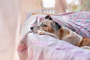 Side view. close up. Dog sleeps leaning on the armrest of a chair in the garden under a mosquito net