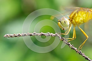Side view close up of dragonfly