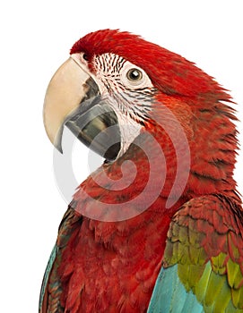 Side view close-up of a Green-winged Macaw, Ara chloropterus, 1 year old