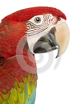 Side view close-up of a Green-winged Macaw, Ara chloropterus, 1 year old