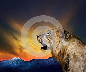 side view close up head shot of young lion roar against beautiful dusky sky and rock mountain use for natural wild life and