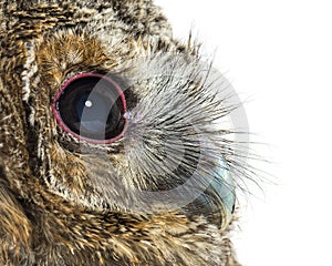 Side view close-up of one month old Tawny Owl, Strix aluco