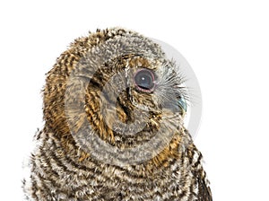 Side view close-up of one month old Tawny Owl, Strix aluco, isol