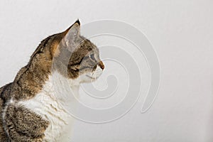 Side view close up profile portrait of funny curious striped cat looking attentive isolated on grey wall background with copy