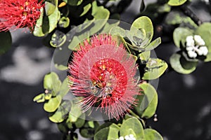 Side view close up of a red Ohia Lehua tree blossom