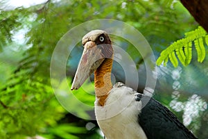 Side view with Close up shot of Adjutant Stork with large Beak.