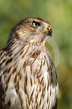 Side view, close up, sunlit Cooper\'s Hawk portrait