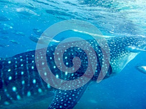 Side view and close-up of a young whale shark