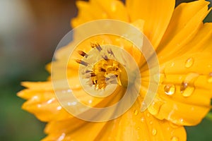 Side view of closed-up yellow flower with rain drops