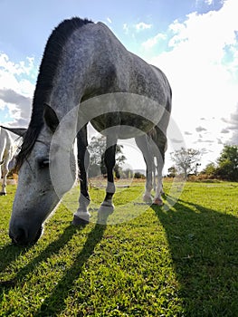 Side view Closeup of Beautiful white grey Horse grazing in a meadow and eating grass in a green field