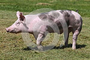Página detallado de criar un cerdo sobre el el 