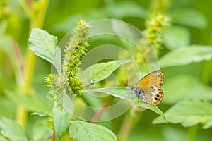 Side view closeup of a Pearly heath butterfly, Coenonympha arcania, resting in grass