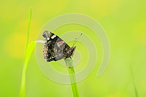 Side view closeup of a Red Admiral butterfly, Vanessa atalanta, resting in a meadow