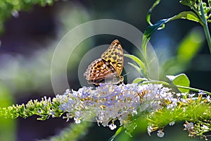 Side view closeup of a Silver-washed fritillary butterfly Argynnis paphia