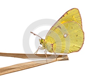 Side view of a Clouded Sulphur landed on a thin branch