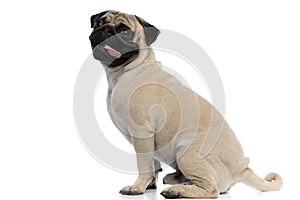 Side view of a clumsy pug panting and sitting