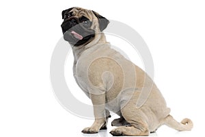 Side view of a clumsy pug panting and sitting photo