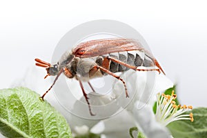 Side view of cockchafer on apple tree