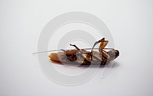 Side view. Cockroach (Blattodea) dead center, white background,