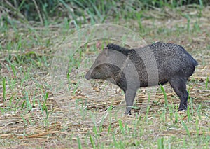 side view of a collared peccary at dusk in corcovado national park