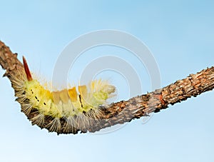 Side view of colorful hairy caterpillar