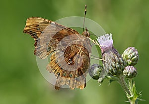A side view of a Comma Butterfly Polygonia c-album .
