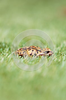 Side View of Common Frog in Grass