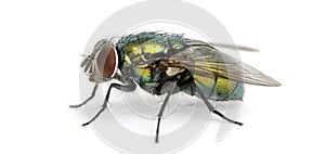 Side view of a Common green bottle fly, Phaenicia sericata