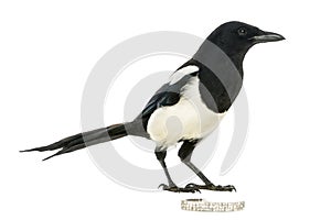 Side view of a Common Magpie with a jewellery, Pica pica