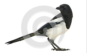 Side view of a Common Magpie looking backwards, Pica pica