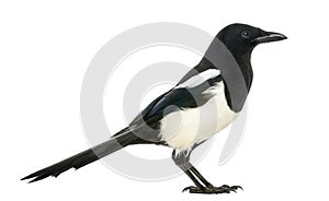 Side view of a Common Magpie, Pica pica, isolated